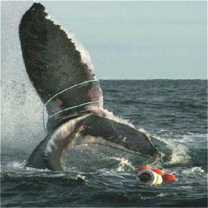 Whale Entanglement
